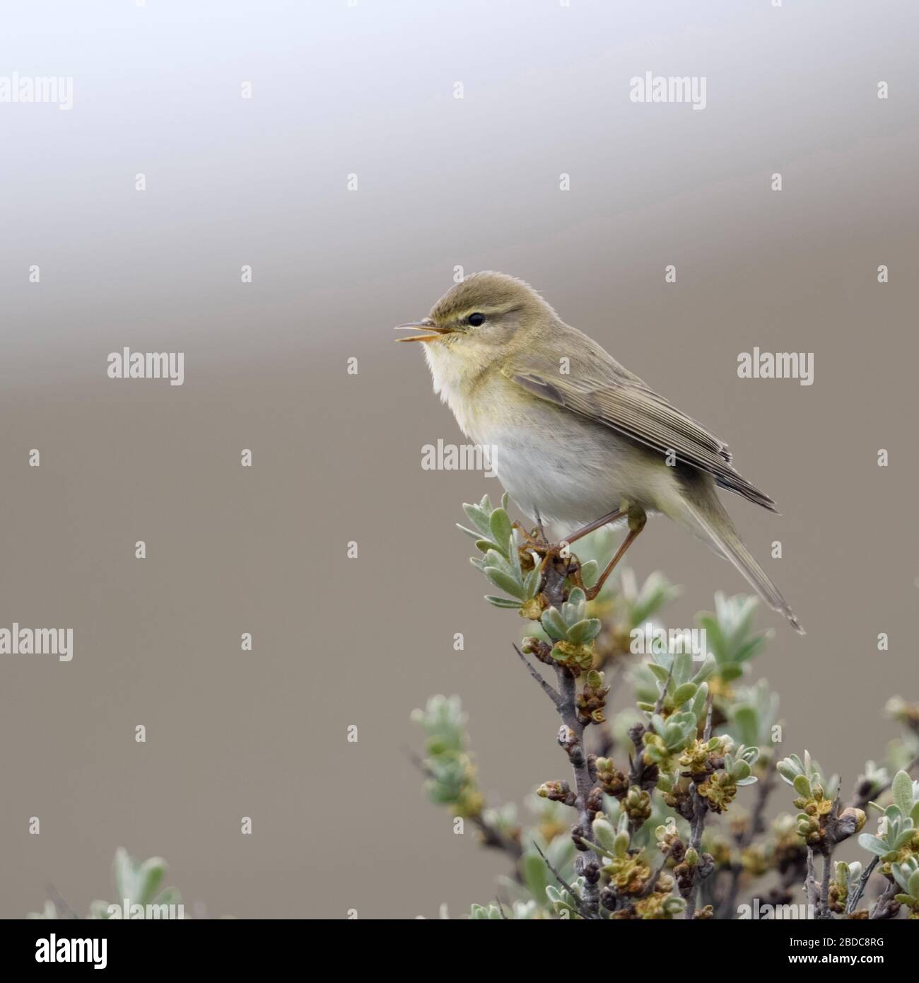 / Fitis Fitis (Phylloscopus trochilus), kleine Vogel, männlichen Erwachsenen im Frühjahr, oben auf seabuckthorn, Singen, Wildlife, Europa thront. Stockfoto