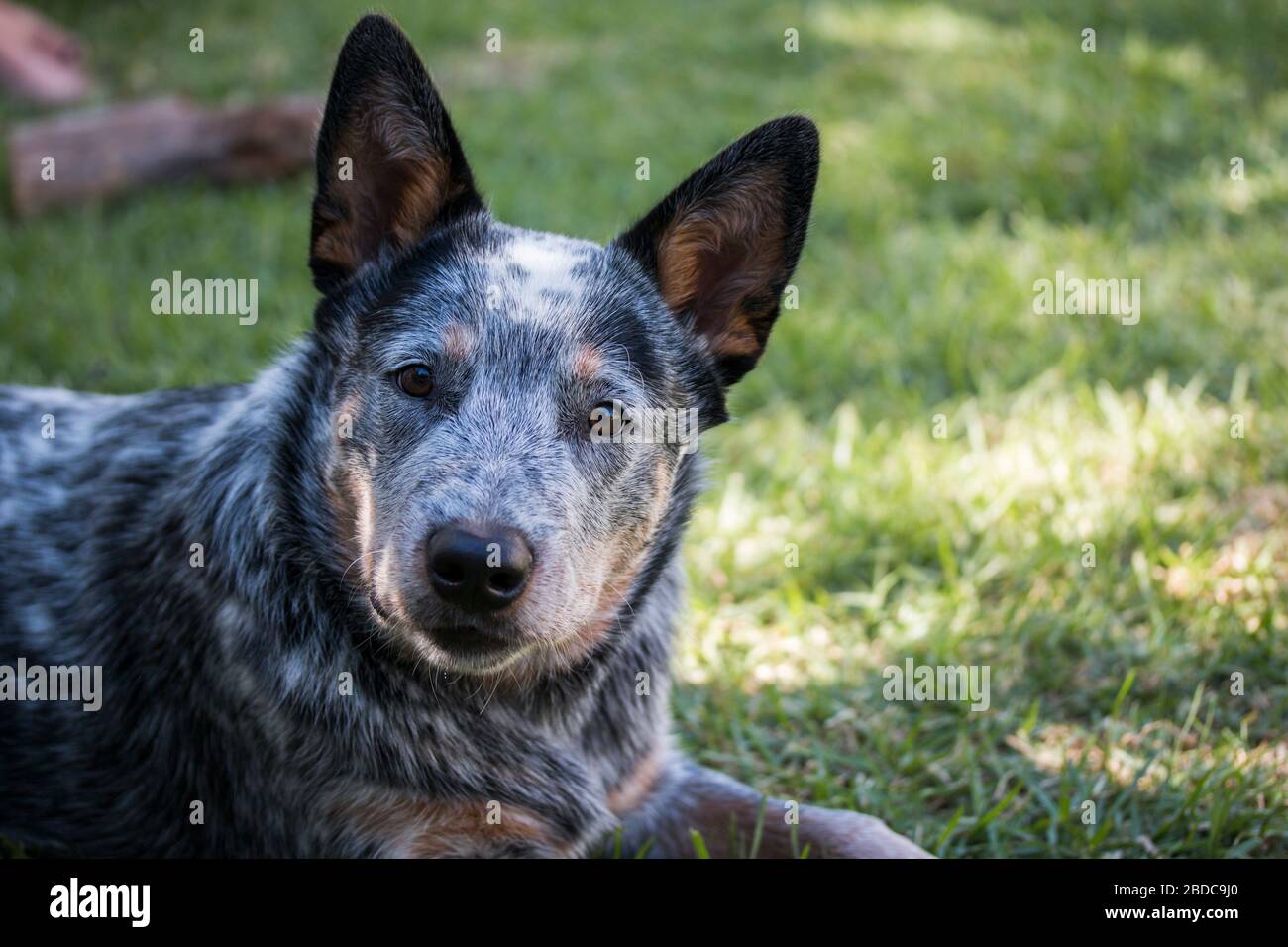 Junge Australier Rinder Hund (Blue Heeler) Nahaufnahme Porträt des Gesichts Blick auf die Kamera Stockfoto