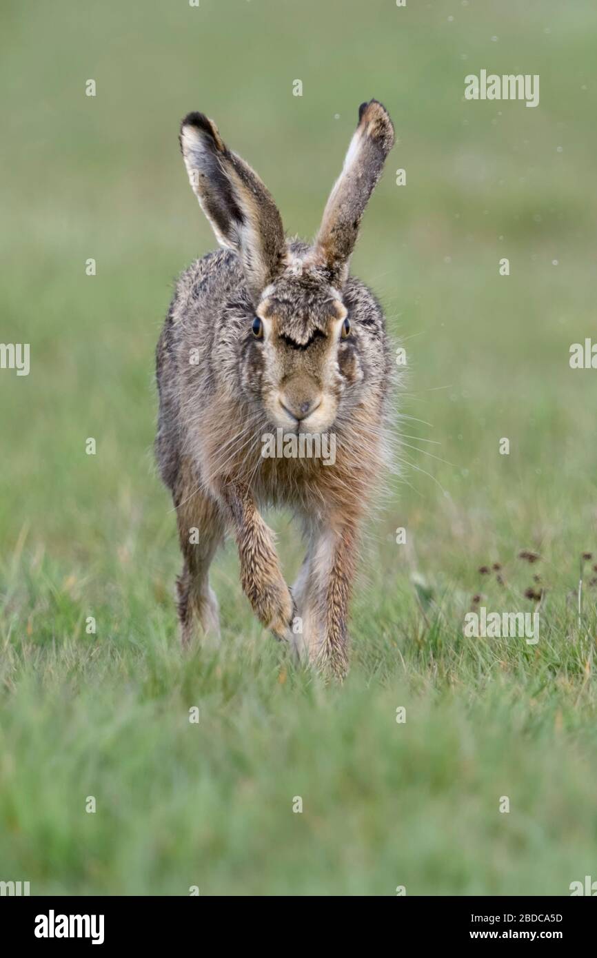 Feldhase/Europäischen Hase/Feldhase (Lepus europaeus) in Richtung Kamera läuft, der Fotograf, Augenkontakt, lustige Blicke, Wildlife, Europa. Stockfoto