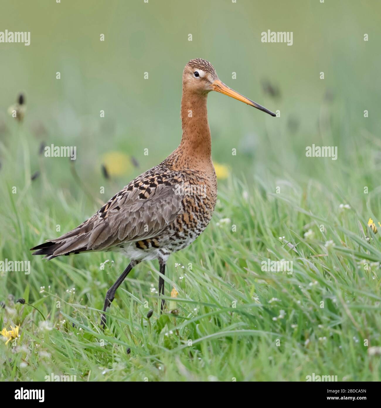 Uferschnepfe/Uferschnepfe (Limosa limosa), langbeinige wader Vogel, gehen obwohl ein vernal blühenden Löwenzahn Wiese, Flora und Fauna in Europa. Stockfoto