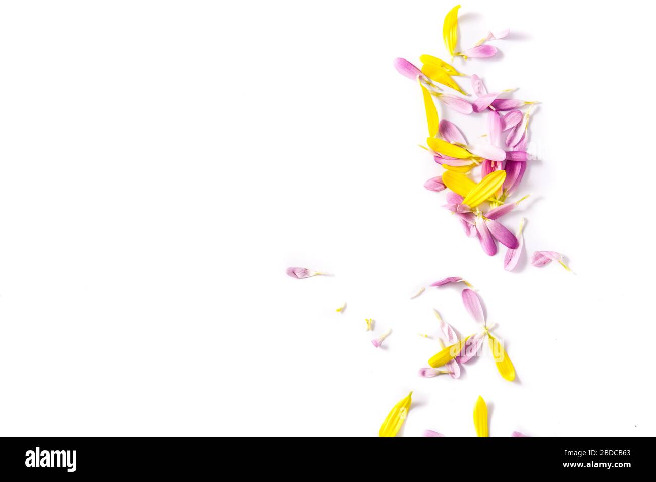 Violette und gelbe Chrysanthemum-Kronblätter isoliert auf weißem Grund Stockfoto