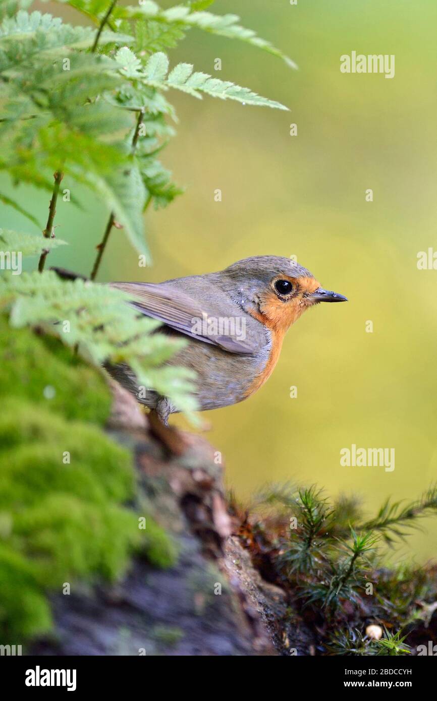 Robin Redbreast/Rotkehlchen (Erithacus Rubecula) im Sommer, im typischen Umgebung underwoods, Wildlife, Europa zu verstecken. Stockfoto