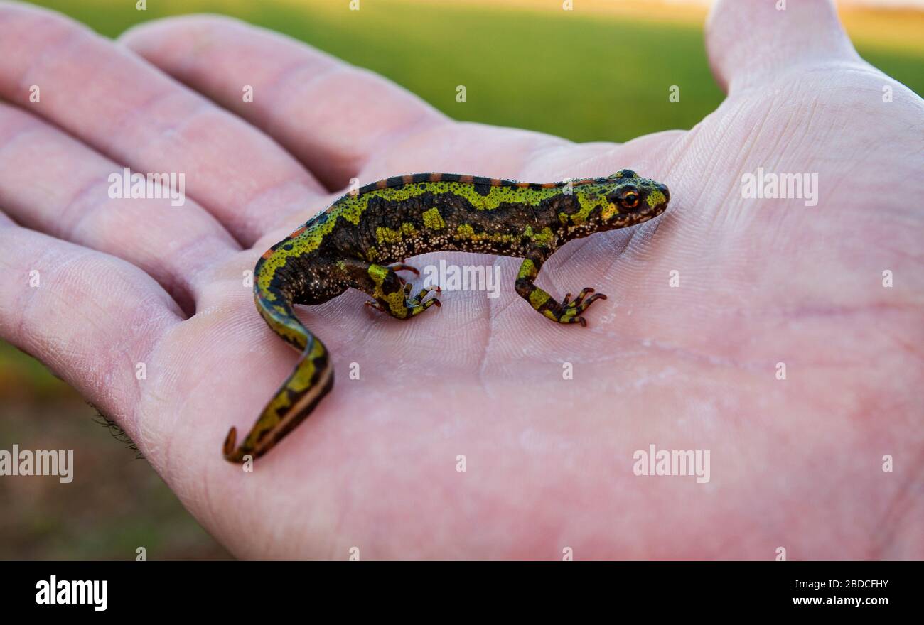 Marmoriertes Neugeborenes, Triurus marmoratus, auf der Handfläche eines Kindes, löwe, Spanien Stockfoto