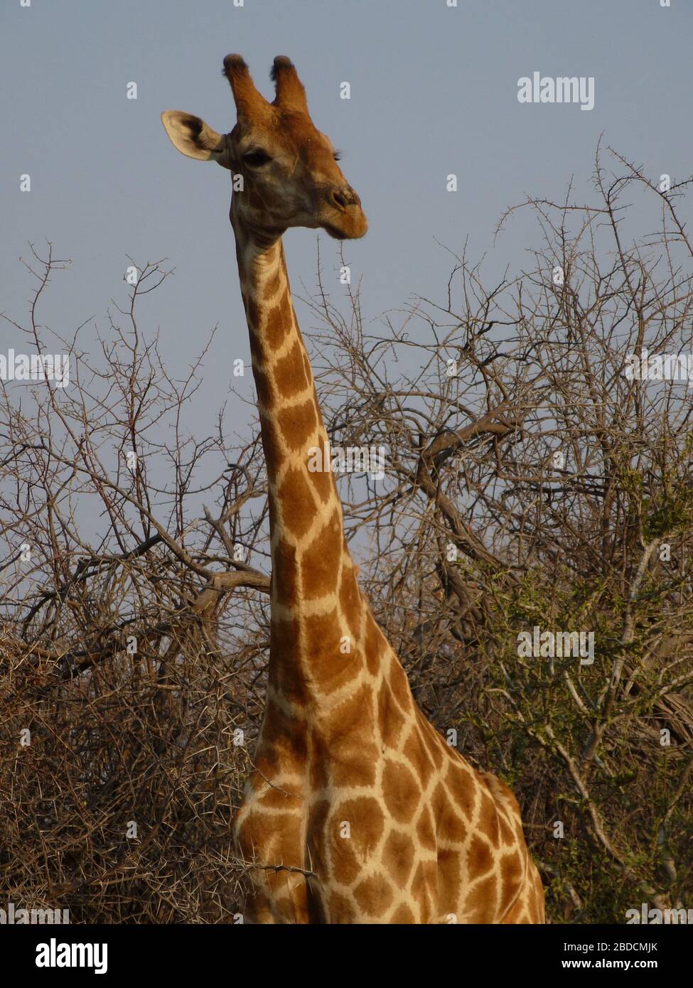 Giraffe Nahaufnahme / Vorderansicht . Blick in die Kamera mit Gesicht mit Ästen & Bäumen . Behalten Sie die Übersicht mit langen Hals . Safari Tour Etosha Nambia . Stockfoto