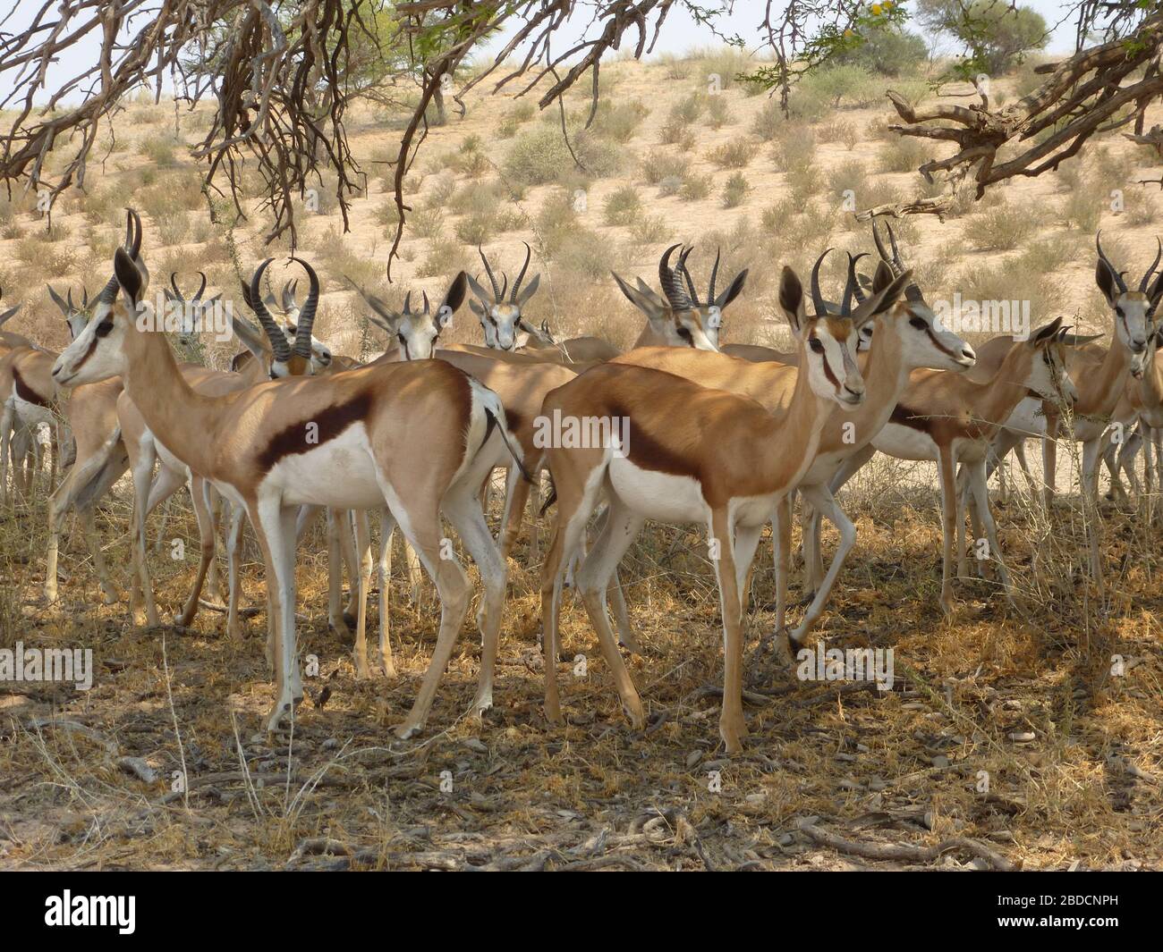 Gruppe von mehreren / vielen afrikanischen Antilopengazelle ( ähnlich wie Schwarzbuck ) unter Baum stehend von Ästen, trockenen Macchia / Busch und trockenen Gras umgeben Stockfoto