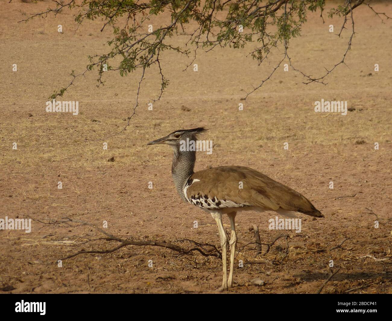 Kori Trappentaucher / Riesentrappe - Seitenansicht des stehenden großen, braunen Afrikanischen Vogels im Kgalagadi Transfrontier Nationalpark in der Kalahari Wüste Afrika Stockfoto