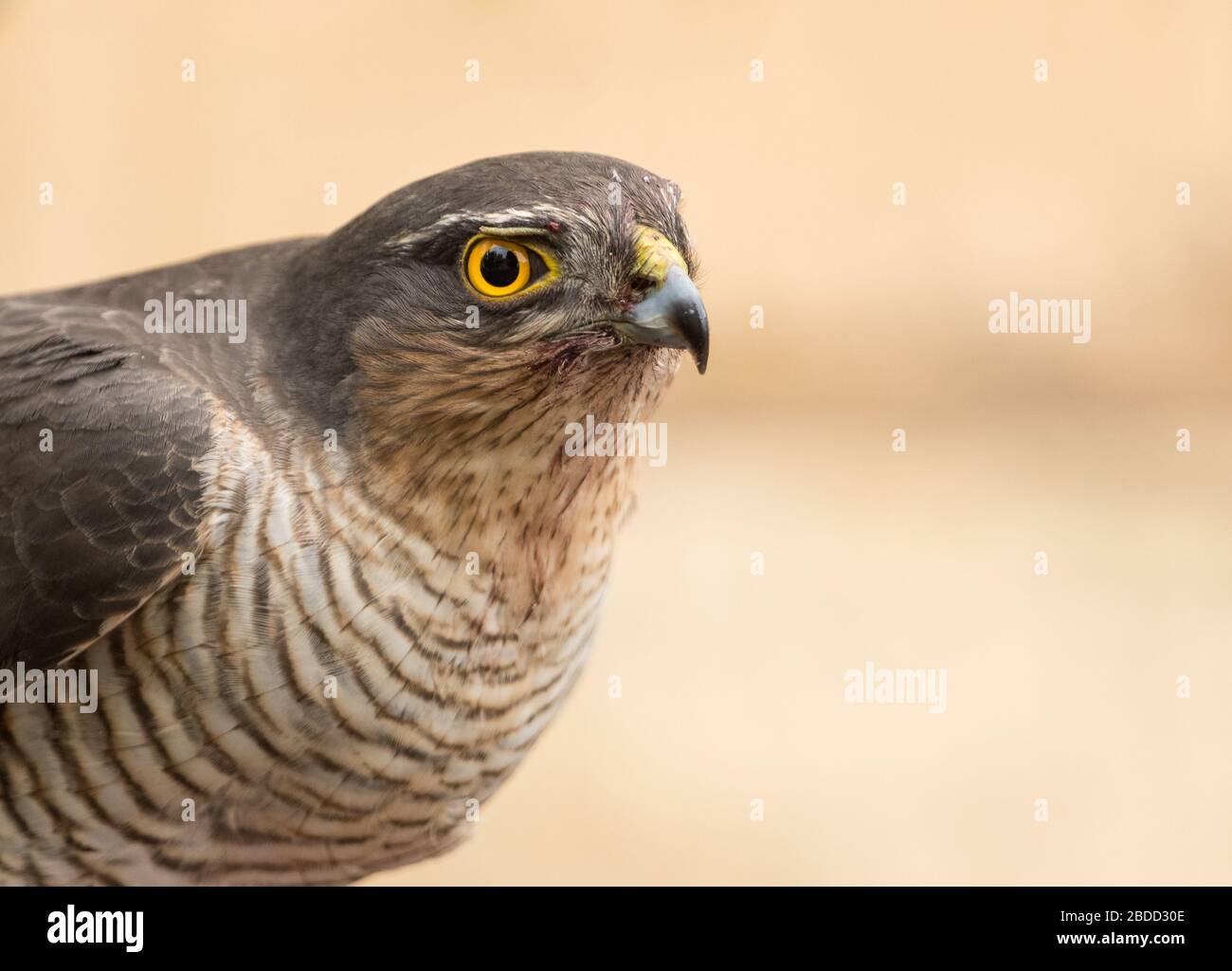 Nahaufnahme einer erwachsenen Europäerin Sparrowhawk (Accipiter nisus) auf Beute, aufgenommen in einer Wohnstraße in Prestbury, Cheltenham, England. Stockfoto