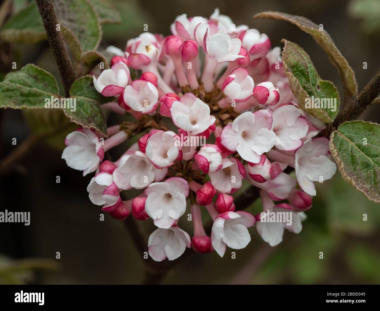 Viburnum Stockfoto