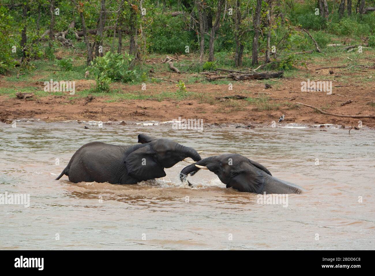 Zwei Elefanten spielen mit Wasser auf einem Fluss herum. Stockfoto