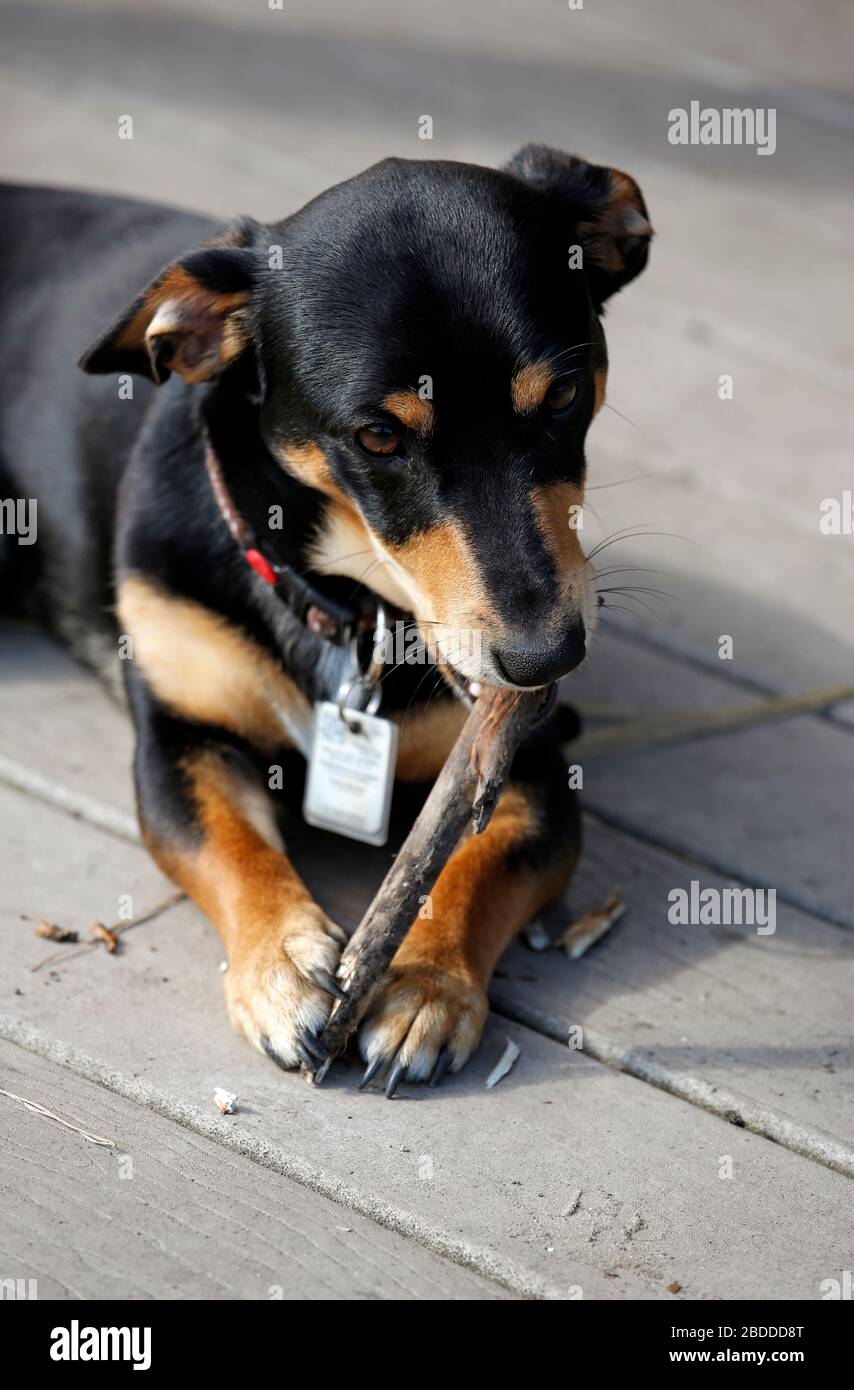 28.04.2018, Dierhagen, Mecklenburg-Vorpommern, Deutschland - Deutschland - Hundeknabbeln auf einer kleinen Filiale. 00S180428D401CAROEX.JPG [MODEL RELEASE: NOT A Stockfoto
