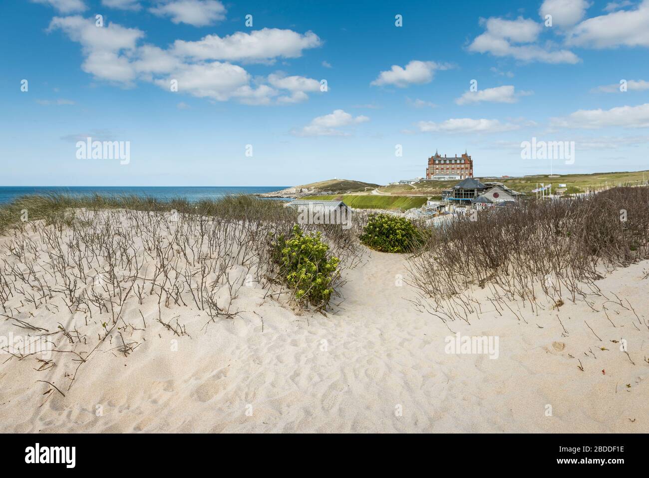 Marram Grass Ammophila arenaria wächst auf dem Sanddünensystem mit Blick auf den Fistral Beach in Newquay in Cornwall. Stockfoto