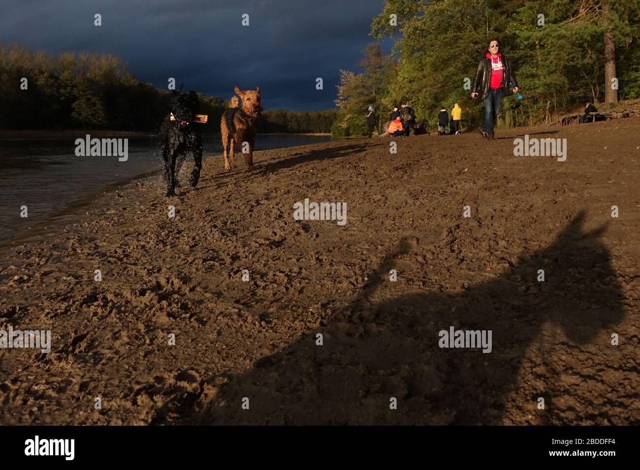 02.11.2019, Berlin, Berlin, Deutschland - gemeinsam spielende Hunde am Hundestrand von Grunewaldsee. 00S191102D101CAROEX.JPG [MODELLVERSION: NEIN, EIGENSCHAFT REL Stockfoto