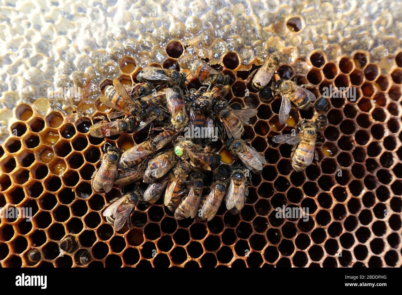 29.12.2019, Berlin, Berlin, Deutschland - Tote Honigbienen und markierte Königin-Biene auf einer Brutwabe. 00S191229D317CAROEX.JPG [MODELLVERSION: NICHT ZUTREFFEND, PRO Stockfoto