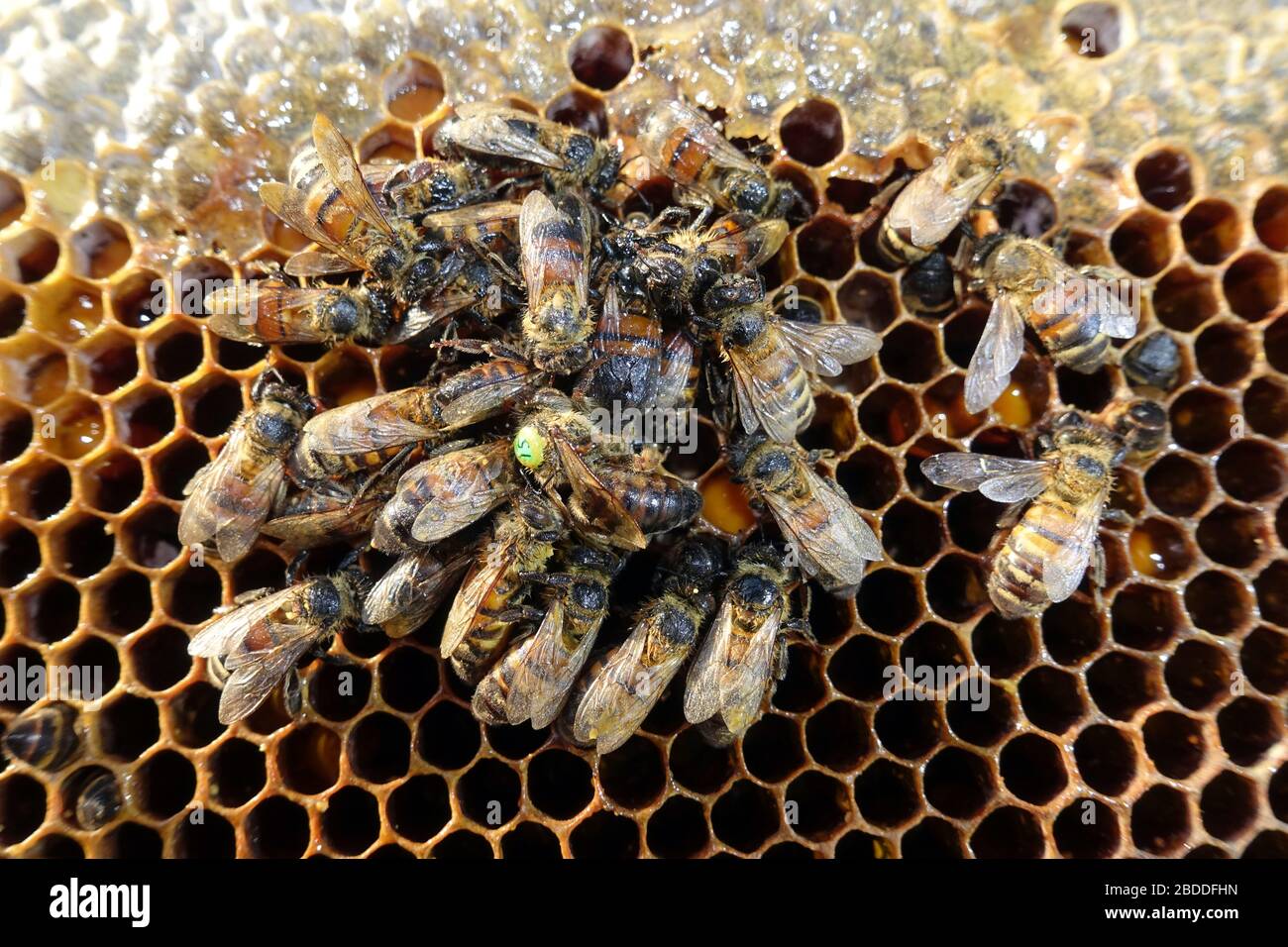 29.12.2019, Berlin, Berlin, Deutschland - Tote Honigbienen und gezogene Königin-Biene auf einem Brutkamm. 00S191229D318CAROEX.JPG [MODELLVERSION: NICHT ZUTREFFEND, PRO Stockfoto