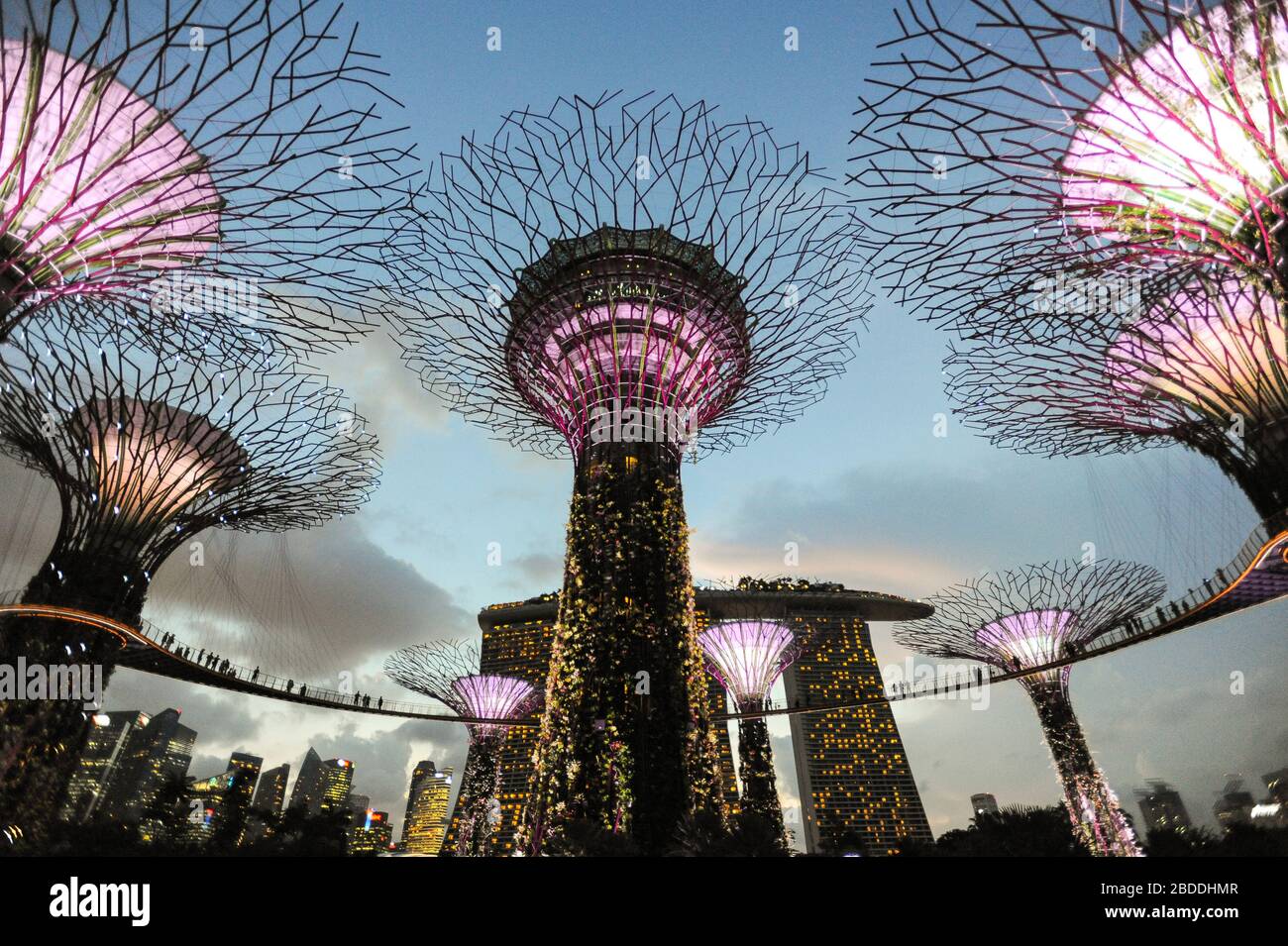 03.06.2015, Singapur, Singapur - Abendlichtshow im Parkbereich des Supertree Grove in Gardens by the Bay. Fußgängerbrücken verbinden den Stockfoto