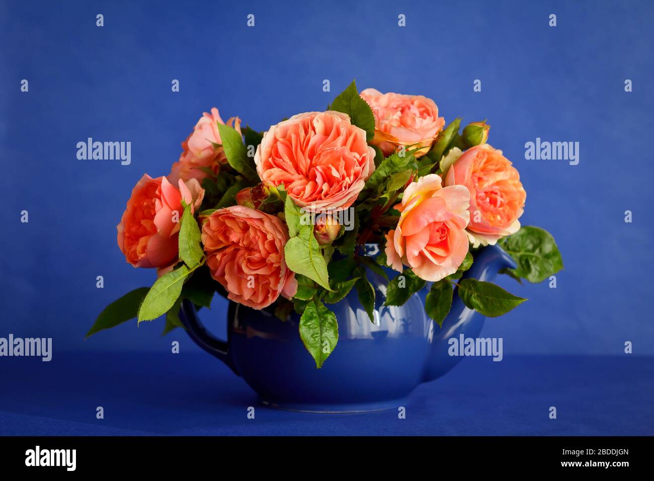 Blumenstrauß mit großen orangefarbenen Rosenblüten in Teekanne, blauem Hintergrund oder Kulisse Stockfoto