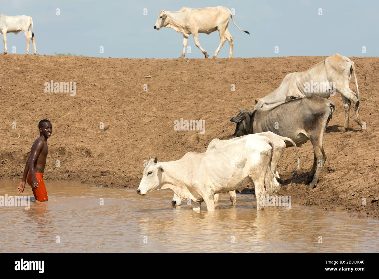 11.11.2019 steht Gode, Somali-Region, Äthiopien - Afrikanische Kuhherde an einem Wassertrog. Ein Mann erfrischt sich im Wasser. Projektdokumentation Stockfoto