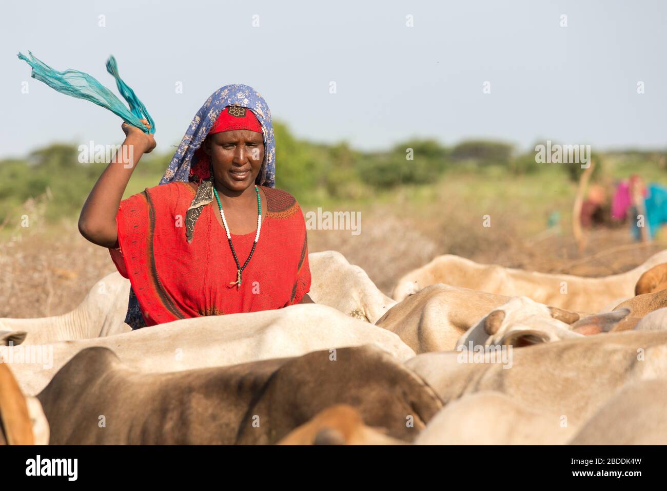 14.11.2019, Gode, Somali-Region, Äthiopien - traditionelle Rinderhaltung in der Somali-Region. Eine Frau, die inmitten einer brahmanischen Herde eine Kuh melkelt Stockfoto