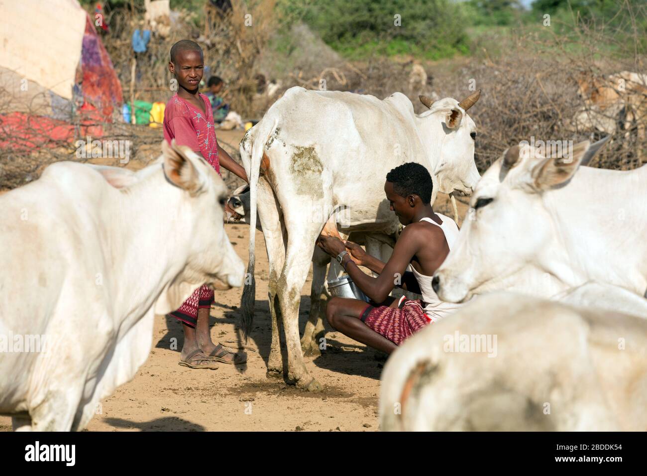 14.11.2019, Gode, Somali-Region, Äthiopien - traditionelle Rinderzüchtung in der Somali-Region. Ein Mann, der eine Kuh melken soll. Projektdokumentation der Entlastung Stockfoto