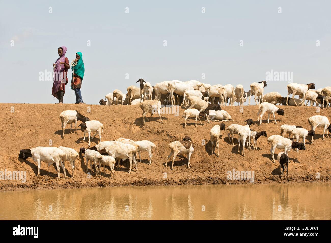 14.11.2019, Gode, Somali-Region, Äthiopien - Mädchen, die eine afrikanische Ziegenherde an einem Wassertrog bewachen. Projektdokumentation der Hilfsorganisation Stockfoto