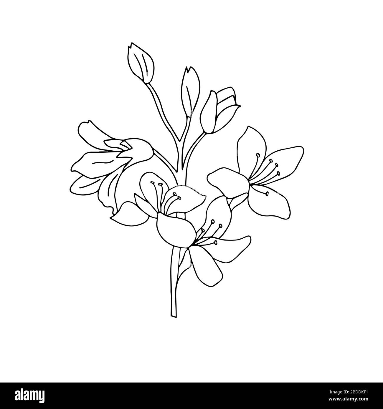 Bild eines Blumenstraußes in Schwarz-Weiß-Vektorgrafiken. Für die Gestaltung von Postkarten, botanischen Illustrationen, Telefonkoffer Stock Vektor