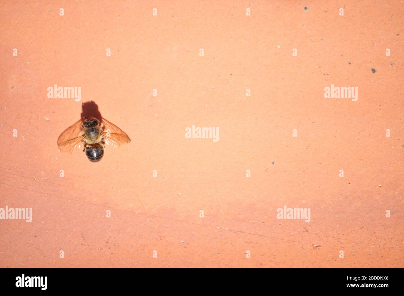 Blick nach oben mit dem Kopierraum der toten Honigbiene/Biene, die an Pestizidchemikalien stirbt Stockfoto
