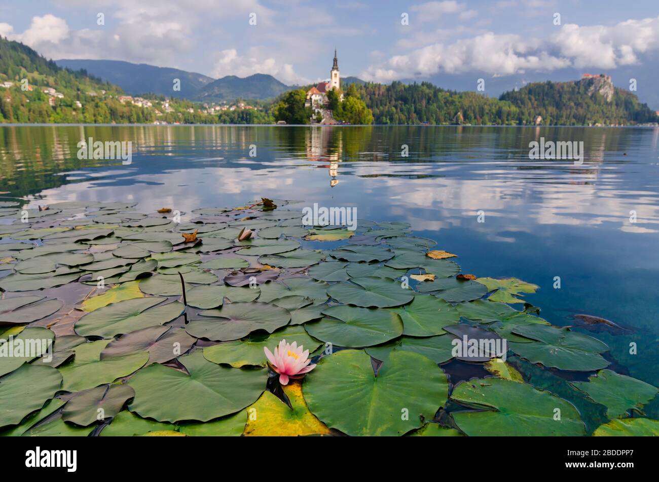 Lilly blüht auf einem Bleder See. Postkarte aus Slowenien. Bekannte Sehenswürdigkeiten und beliebte Touristenattraktionen. Stockfoto