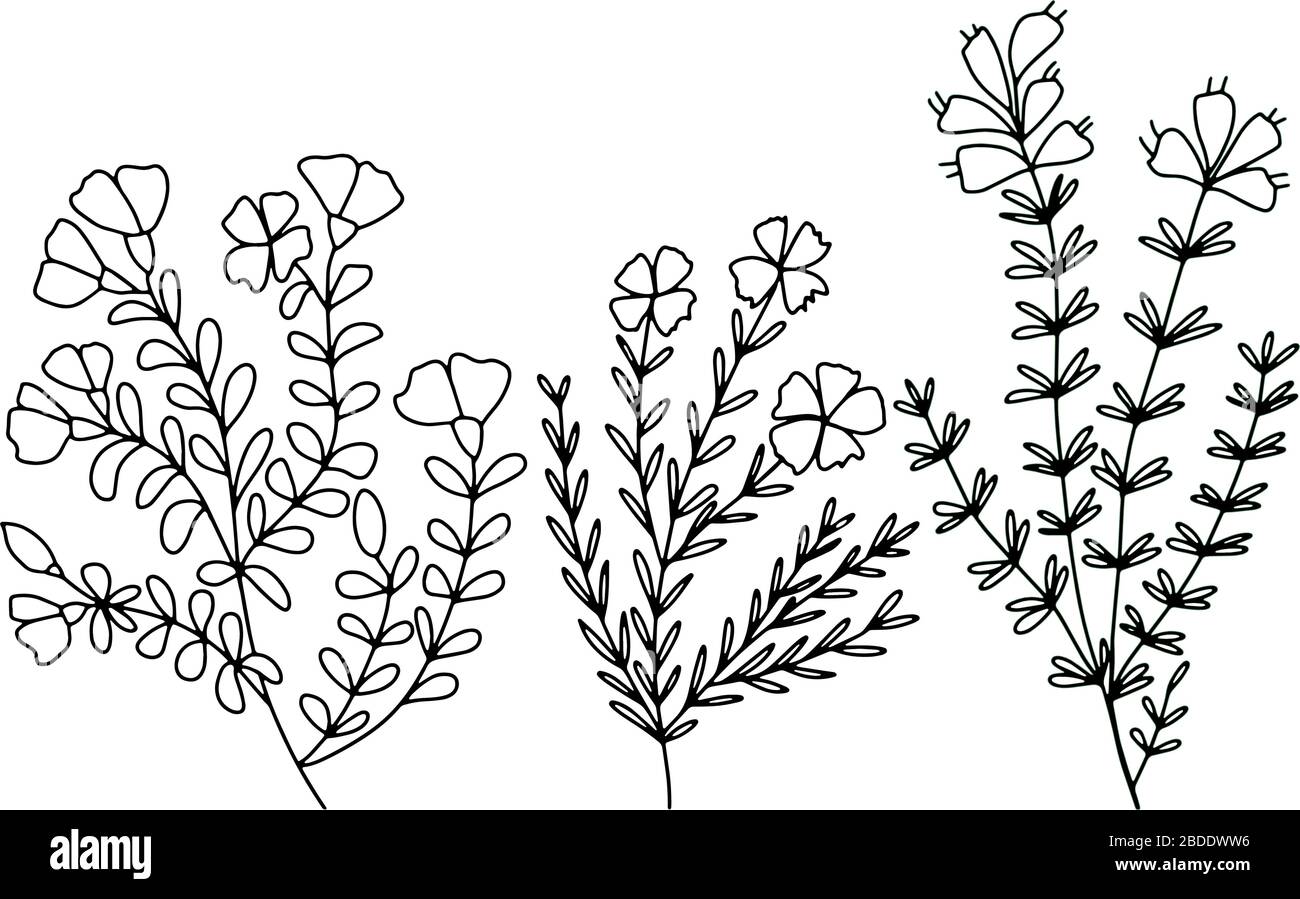 Satz von schwarz-weißen Zweigen und Wiesenblumen auf weißem Grund. Vektorgrafiken in doodle style für Grußkarten Stock Vektor