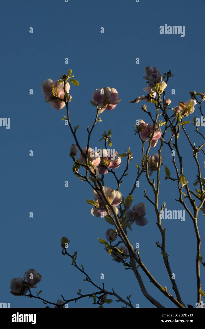 Äste eines Tulpenbaumes in Blüte im Frühling. Magnolienbaum blüht Stockfoto