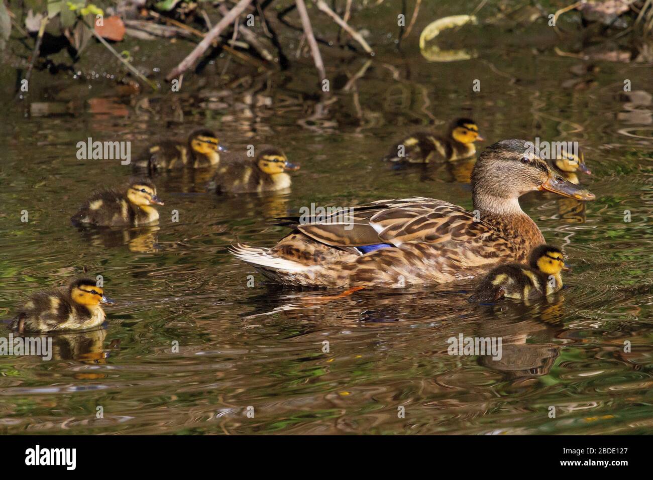 Yorkshire, Großbritannien, 08. April 2020, Ducklings mit ihrer Mutter. Kredit: Richard Asquith/Alamy Live News. Stockfoto