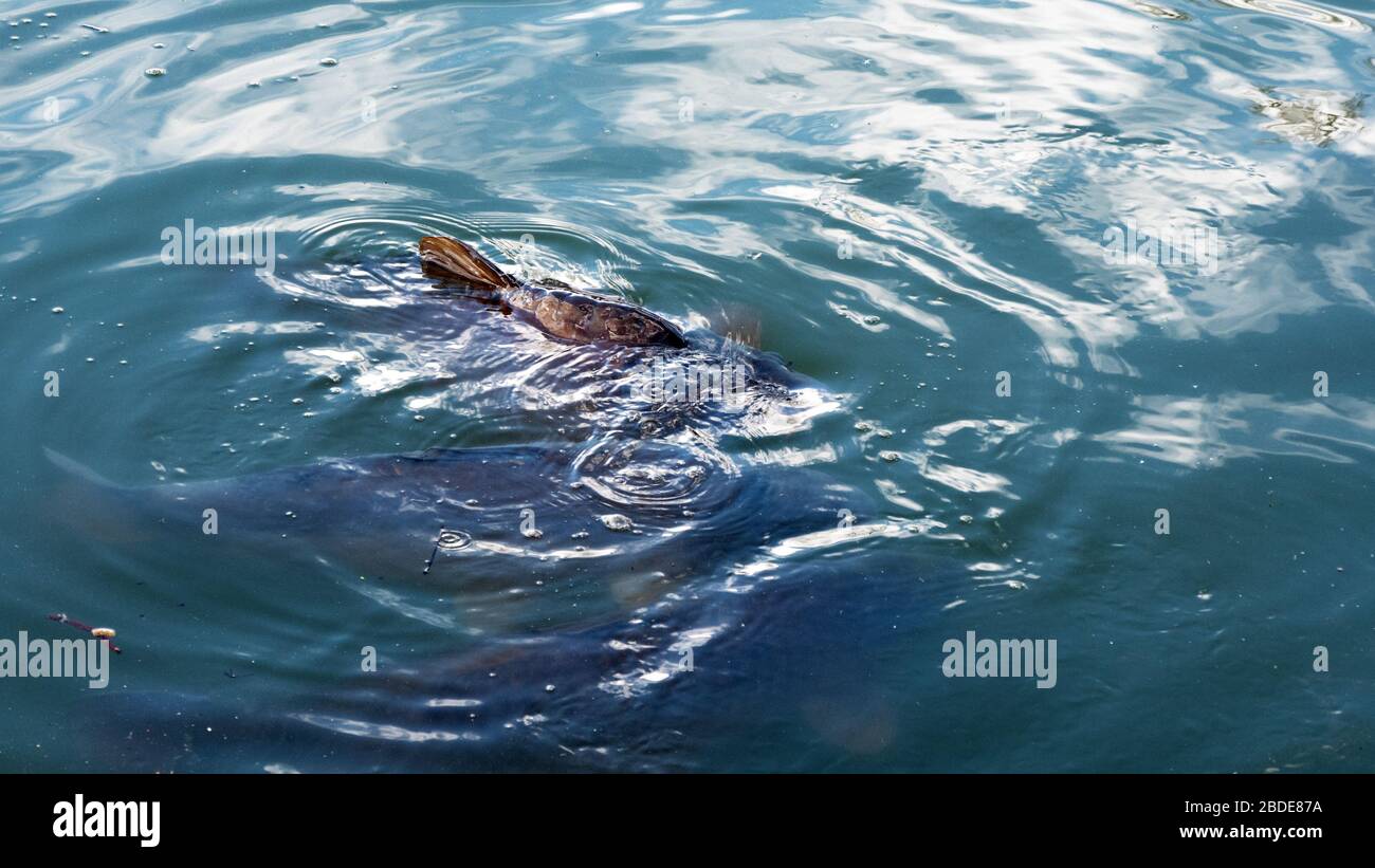 Die große Gier Stockfoto