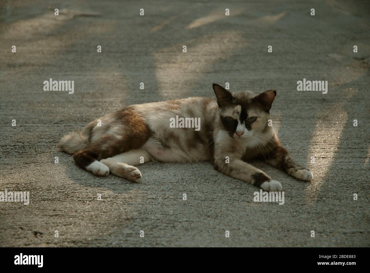 Katze auf der Straße in Thailand, Asien. Stockfoto