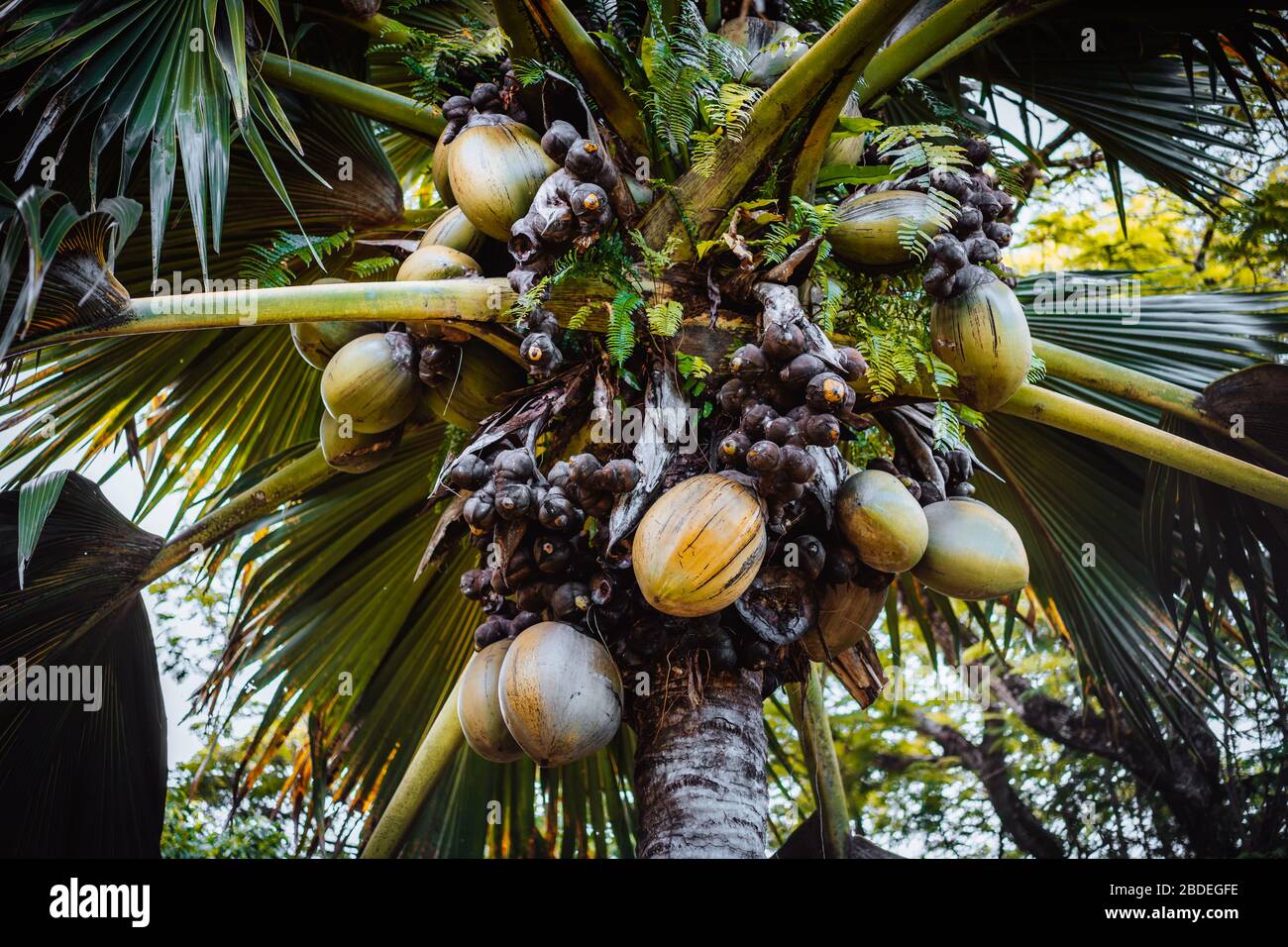 Nahaufnahme von Lodoicea, bekannt als Coco de mer oder doppelte Kokosnuss. Sie ist auf den Inseln Praslin und Curieuse auf den Seychellen endemisch Stockfoto