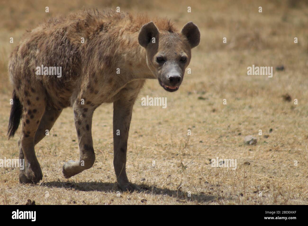 Eine einzelne gefleckte Hyäne, die über staubigen Boden in Tansania, Afrika, läuft Stockfoto