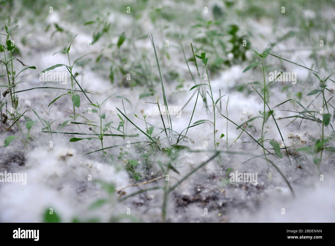 Pappel Flusen auf dem Gras in einem Park. Stockfoto