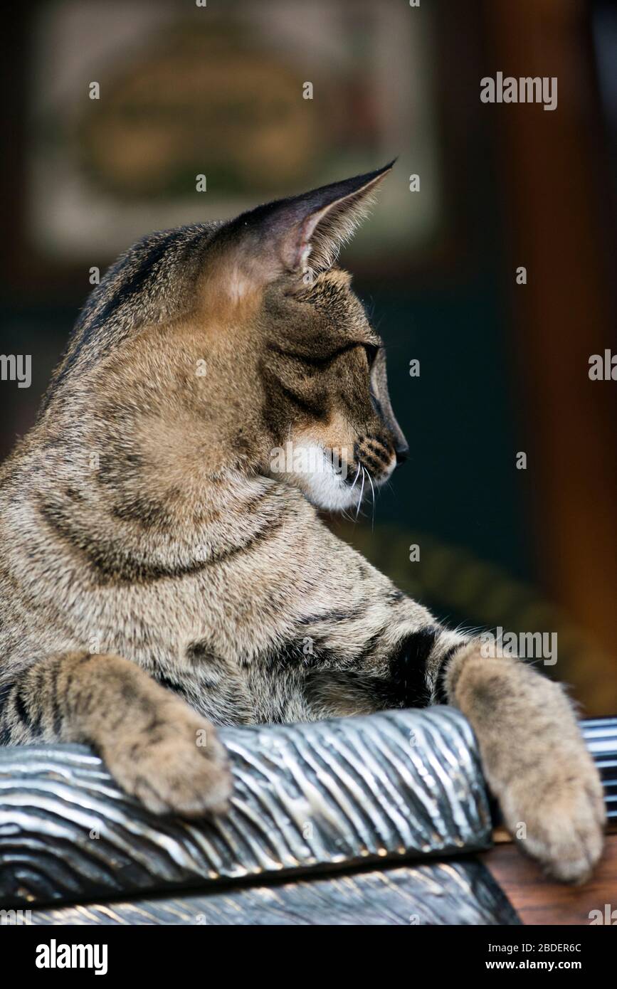 Savannah-Katze Stockfoto