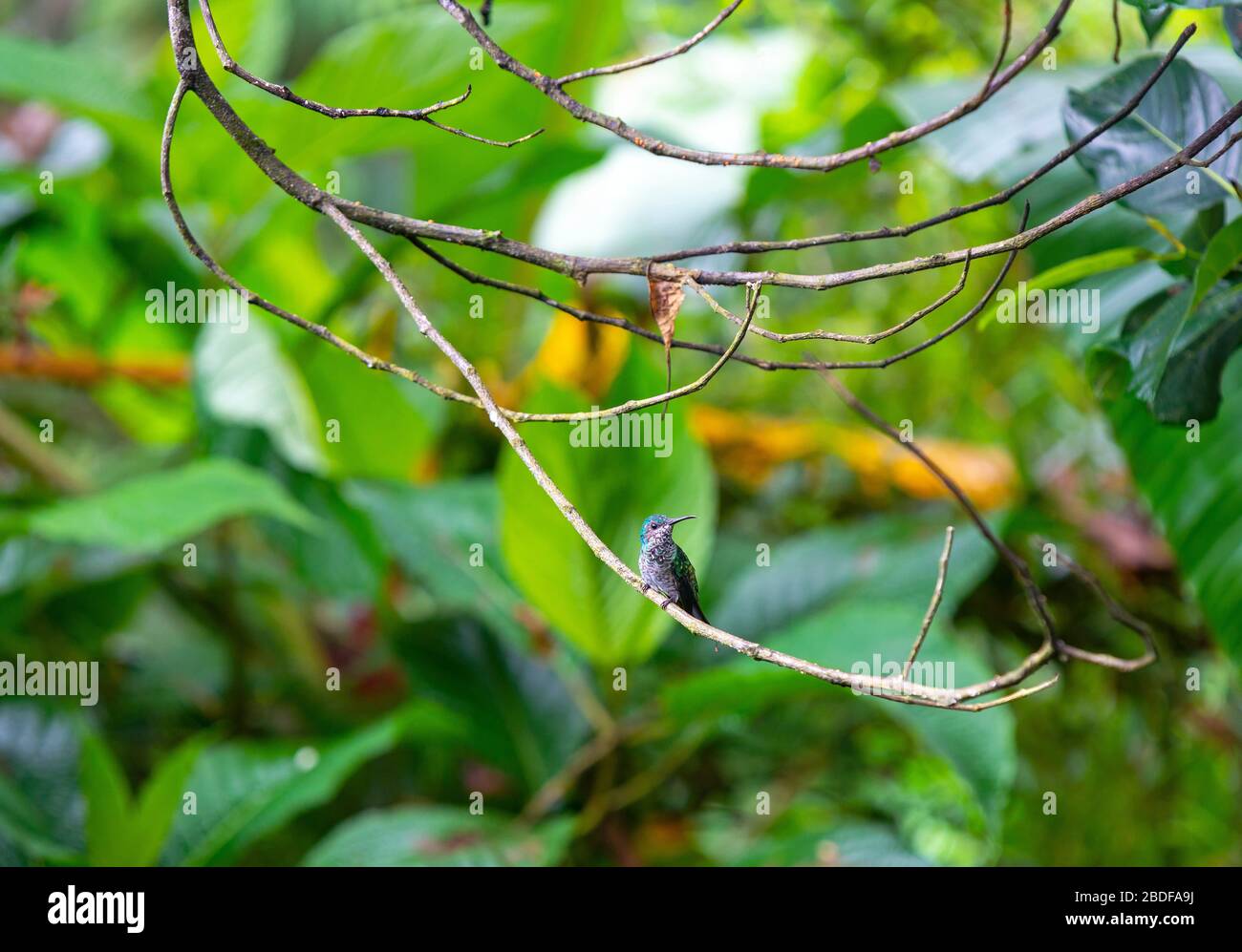 Ein männlicher Anden-Smaragd (Amazilia franciae) Kolibris in seiner natürlichen Umgebung in Mindo, Ecuador. Erscheint in den Anden von Kolumbien, Ecuador und Peru. Stockfoto