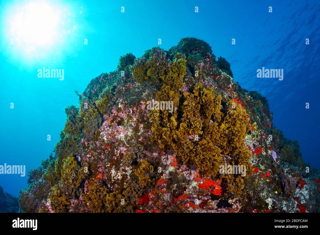Unterwasserblick auf eine mit blättriger brauner Alga (Stypopodium zonale) bedeckte Seamount (La Palma, Kanarische Inseln, Atlantikmeer, Spanien) Stockfoto