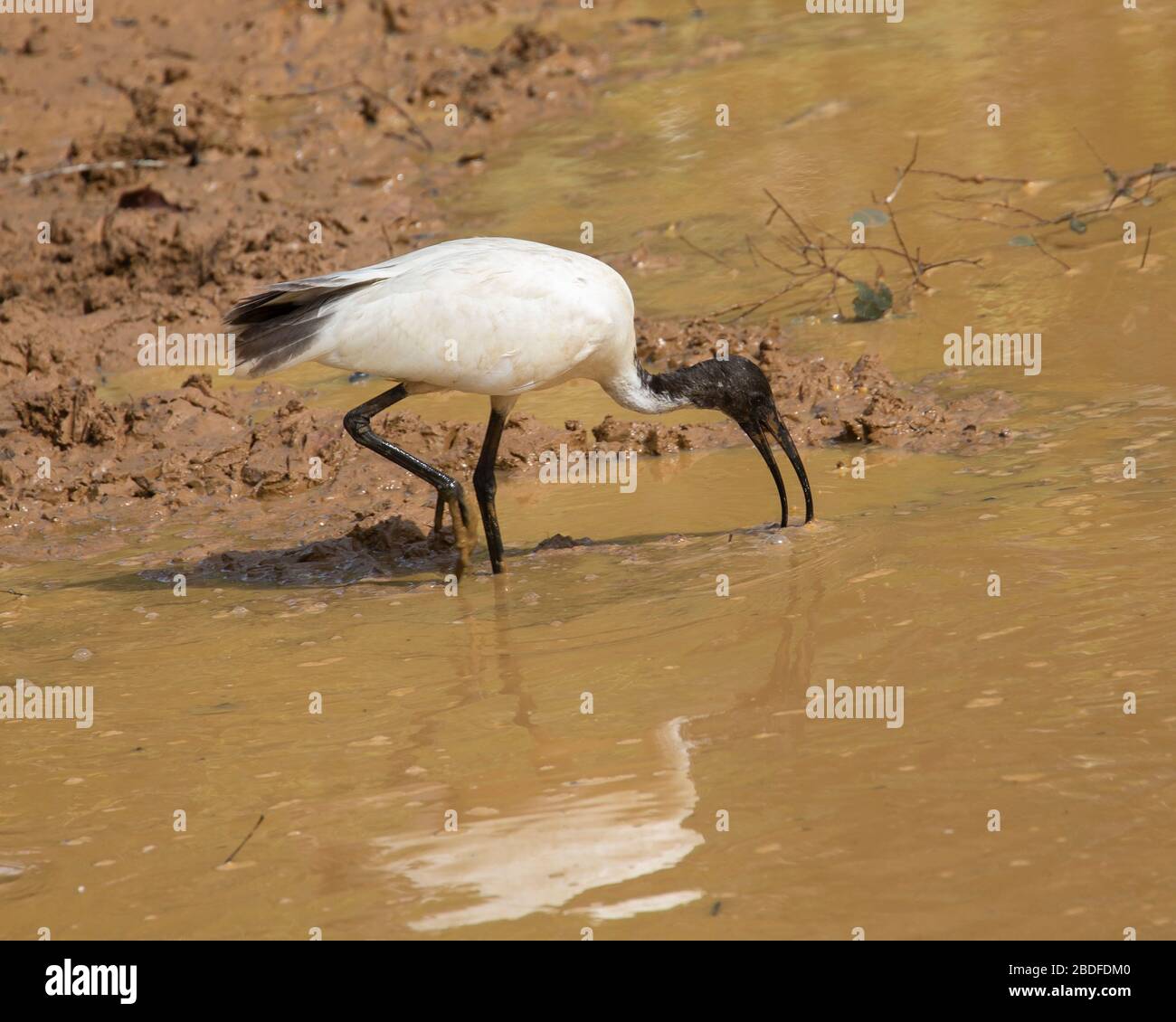 Schwarz-köpfiges Ibis, das sich in einem schlammigen Teich in Sri Lanka ernährt Stockfoto