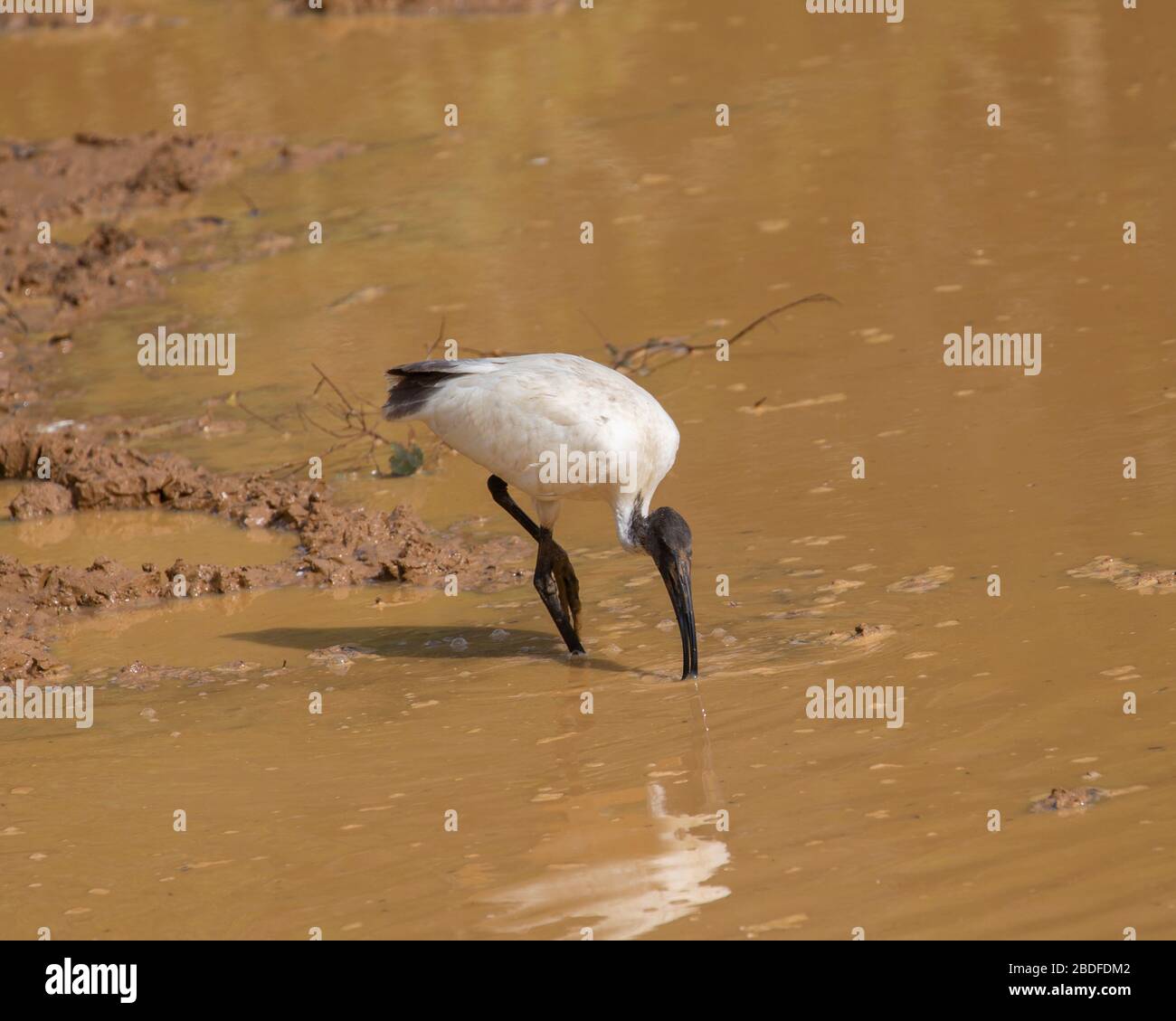Schwarz-köpfiges Ibis, das sich in einem schlammigen Teich in Sri Lanka ernährt Stockfoto