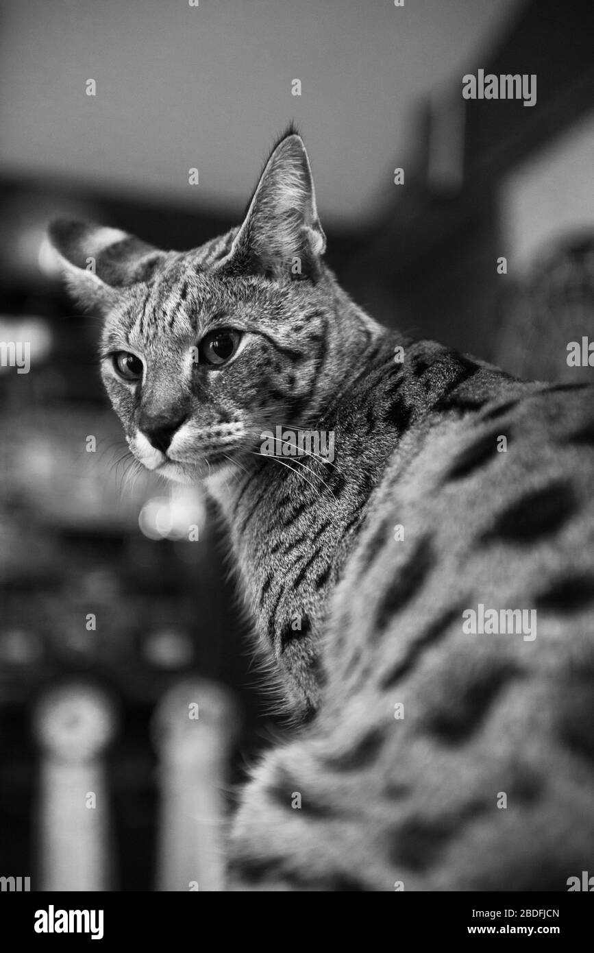 Kreuzsavannenkatzenporträt in Schwarzweiß Stockfoto