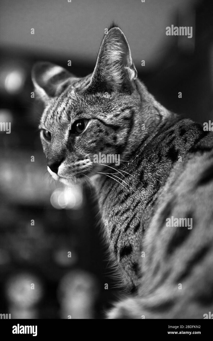 Savannah Katzen-Porträt in Schwarzweiß Stockfoto