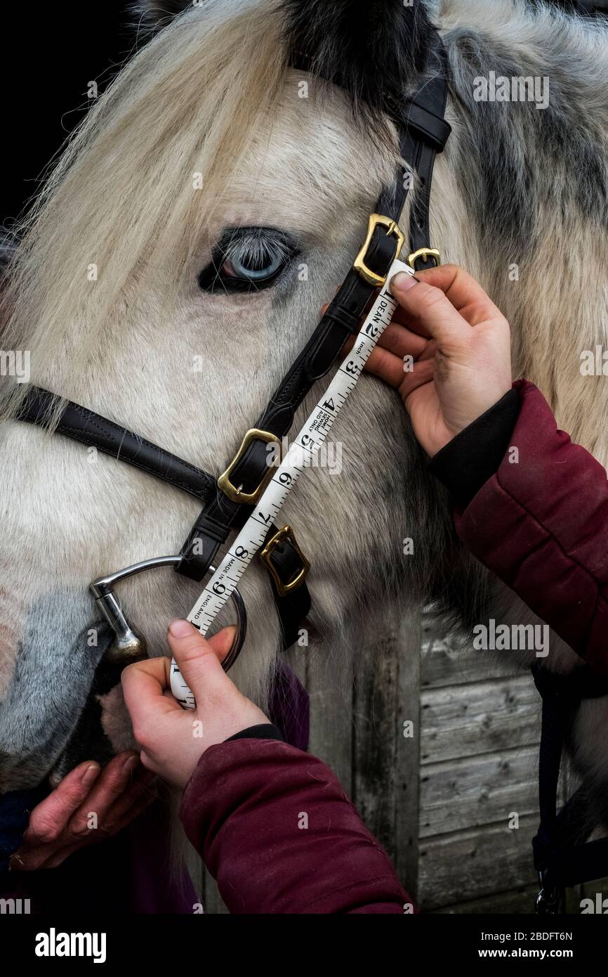 Nahaufnahme der Person, die die Länge der Wangenstückchen auf dem weißen COB-Pferd misst. Stockfoto