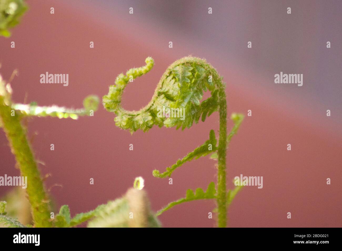 Junge Farne schießen in Form eines Elefanten wütend Stockfoto