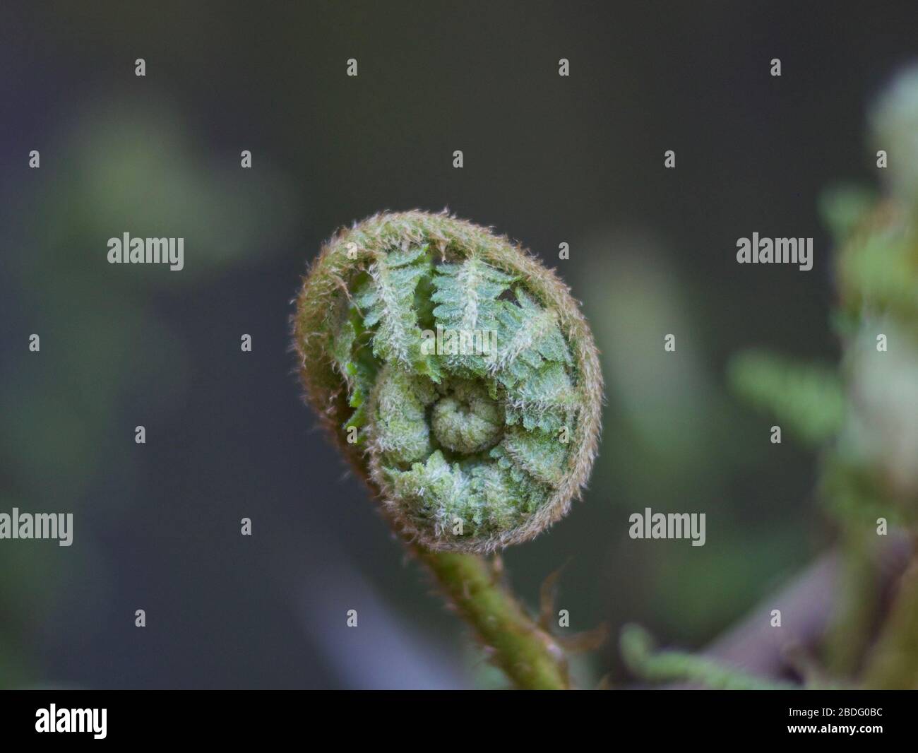 Junge Farnblätter sind innerhalb des Stiels des neuen grünen Trieb zusammengerollt Stockfoto