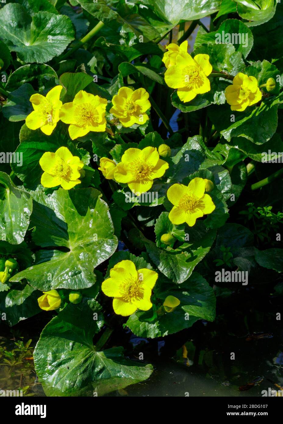 Marsh Marigold, Kent, Großbritannien Stockfoto