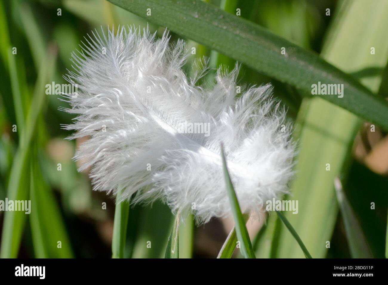 Nahaufnahme einer kleinen, flauschigen weißen Feder im Gras, Großbritannien Stockfoto