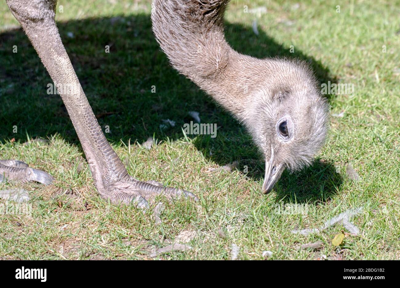 Nahaufnahme eines Ostrich Stockfoto