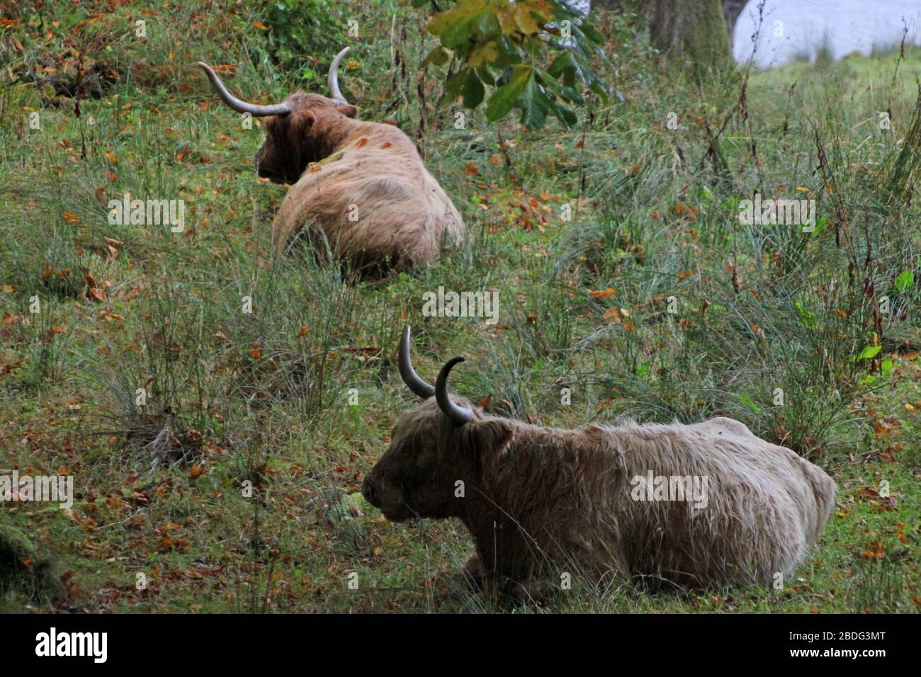 Schottische Hochlandkühe in den Glen von Loch Voil, Balquhidder, Stirling, Schottland Stockfoto