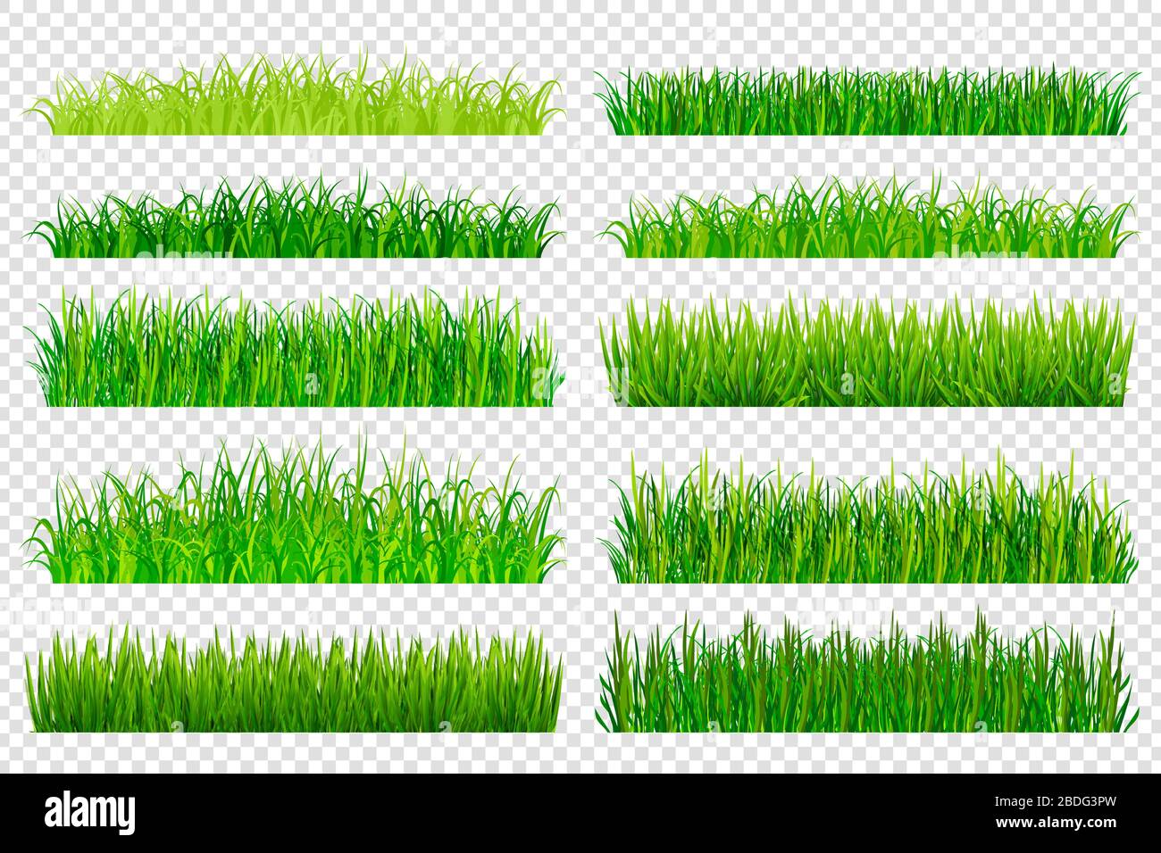 Federgrünes Gras grenzt isoliert auf transparentem Hintergrund. Vektorgrafiken Stock Vektor